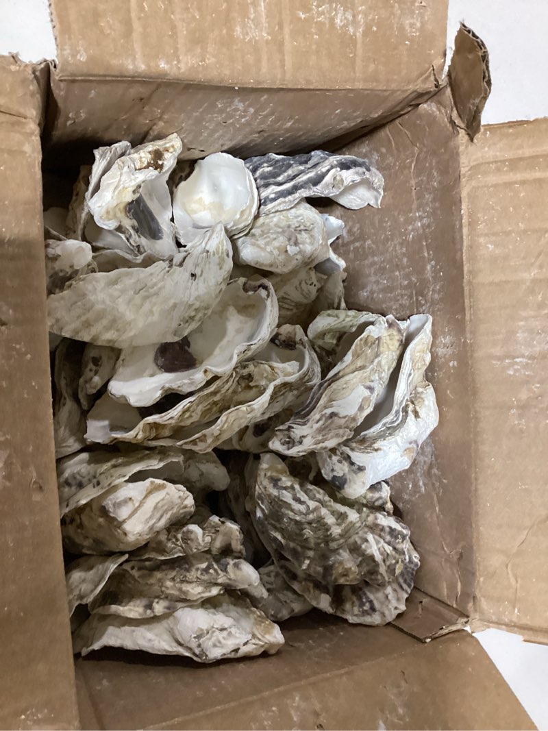 Condition photo showing As Is for homaisson 60 pcs oyster shells for crafts, large oyster shells for decor, natural north sea origin, 4~5 inches natural design, ideal for aquarium landscaping, crack-free surface 4"-5" 60
