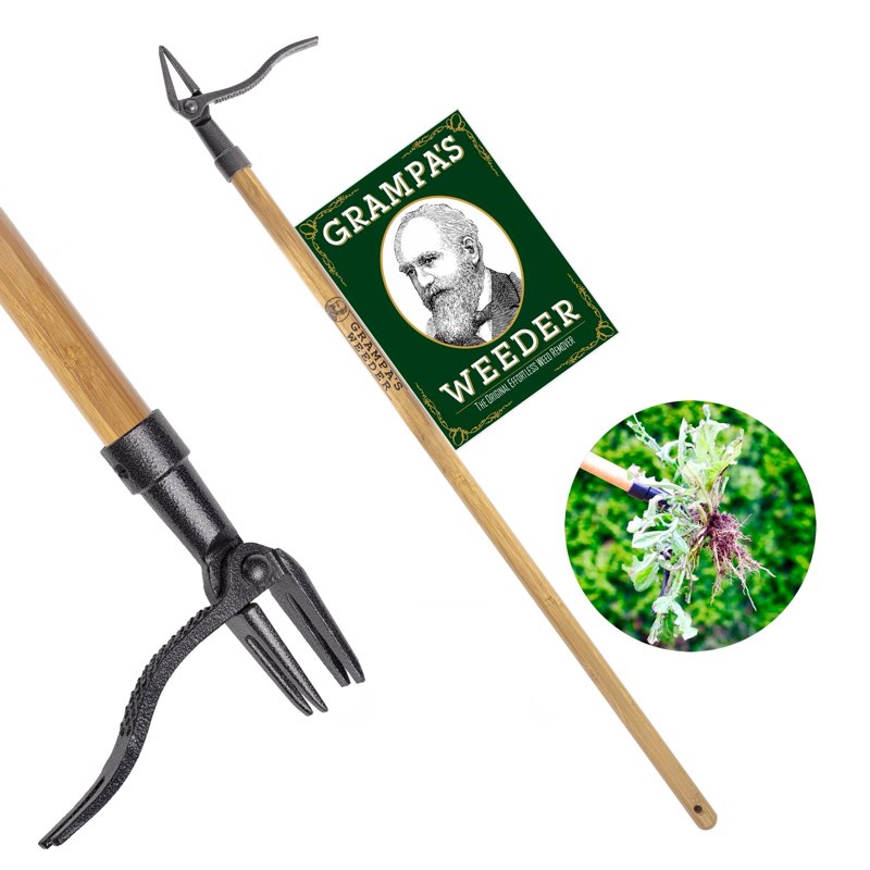 grampa's weeder - the original stand up weed puller tool with long handle - made with real bamboo & 4-claw steel head design - easily remove weeds without bending, pulling, or kneeling.