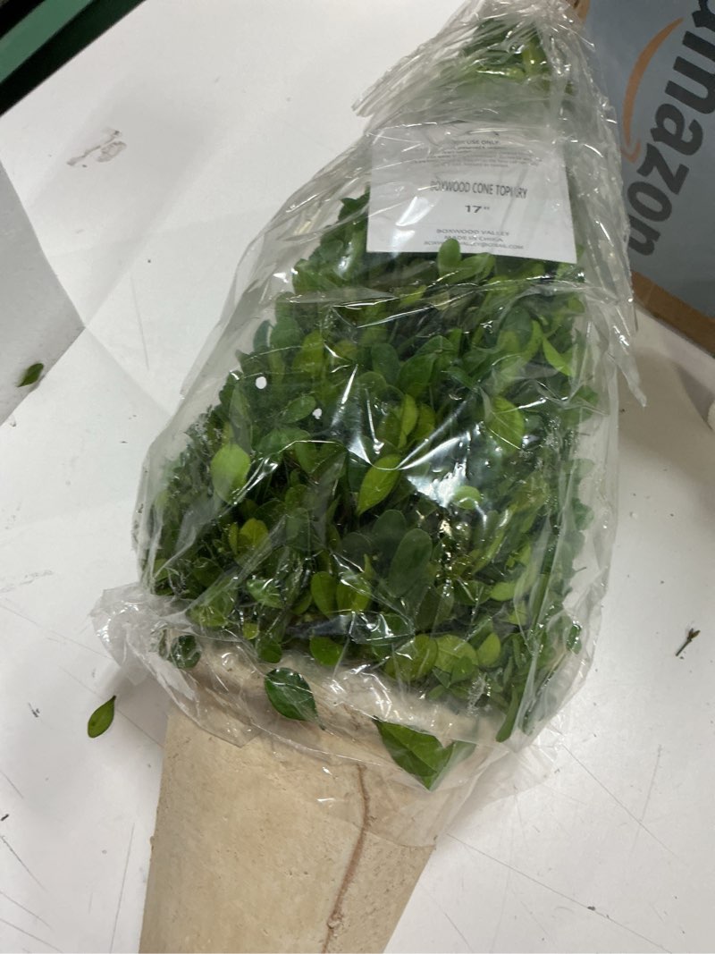 Condition photo showing Good Condition for Real Preserved Boxwood Evergreen Potted Tree Globe Tree Topiary in Terracotta Planter, Home Decor Christmas, New Year, Anniversary, Housewarming Decor(Cone Topiary, 17 inches) Cone Topiary 17 inches