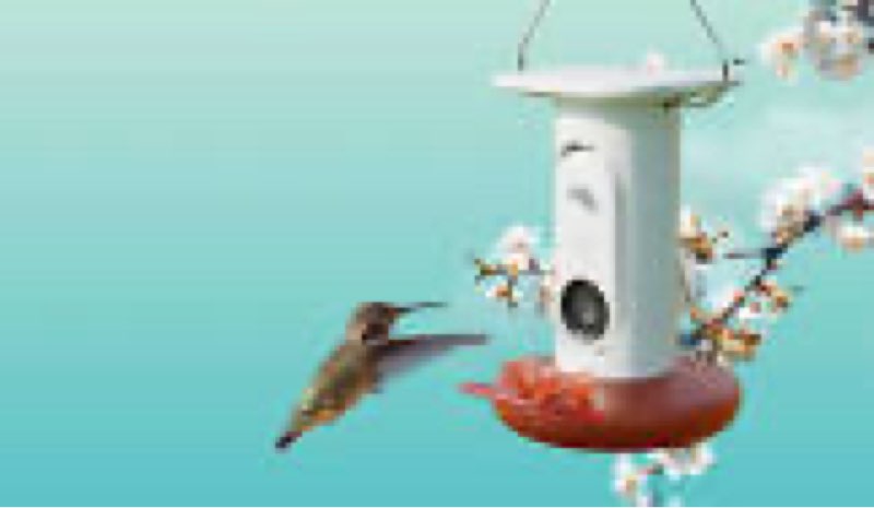 hummingbird feeder with 4k camer