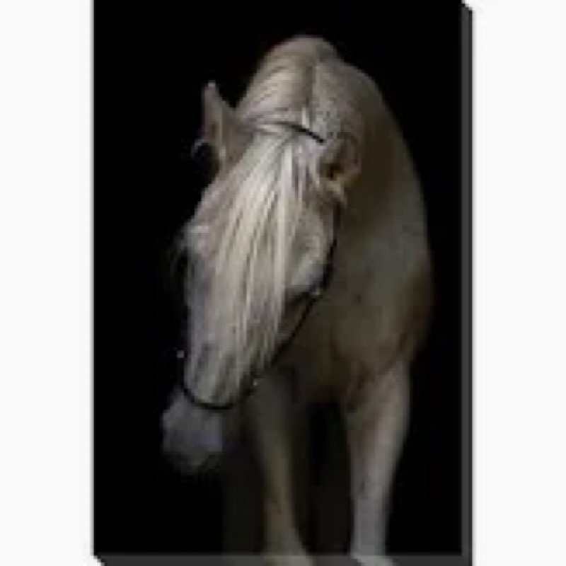 Arabian Stallion Canvas Art( 5’x 38”)