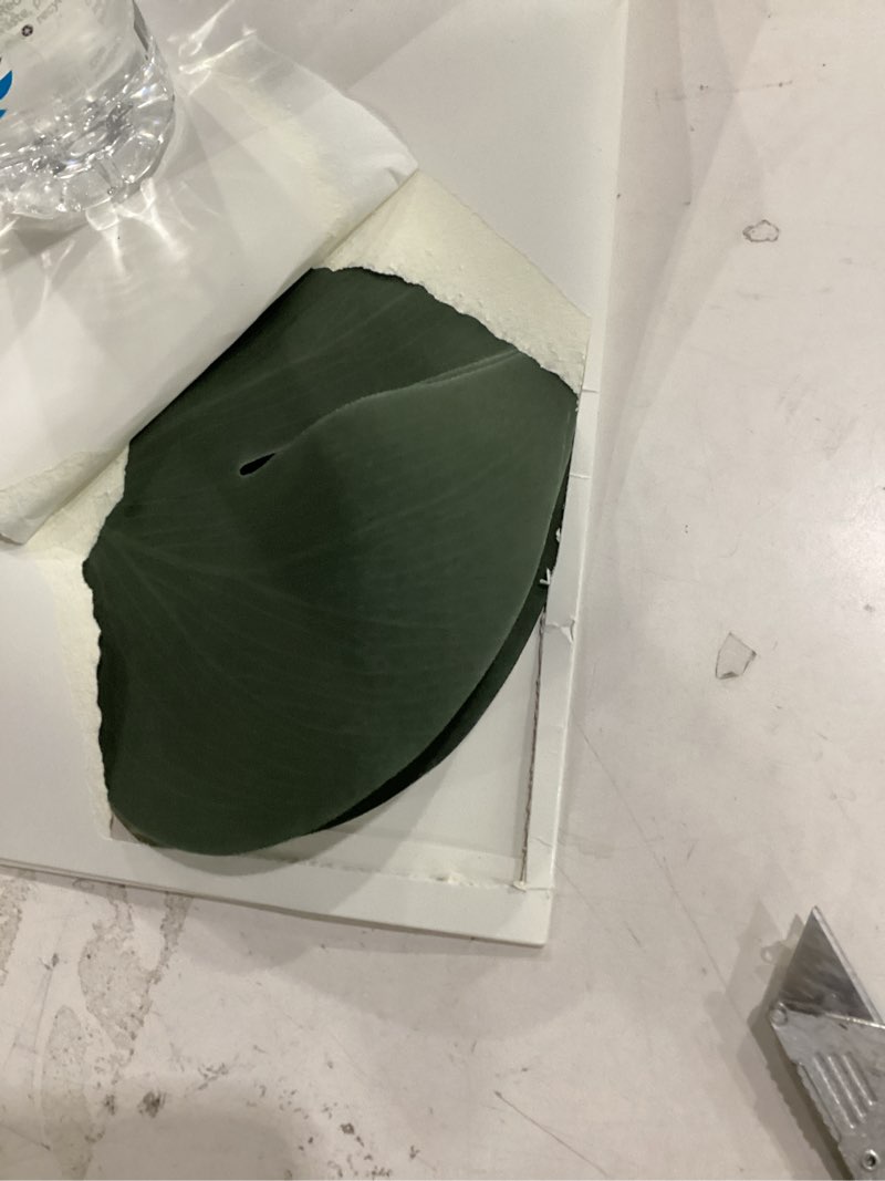 Condition photo showing New/Like New for 100pcs palm leaves artificial tropical monstera plant fake leaves safari birthday decorations,jungle theme party supplies,faux green leaf for hawaiian luau tiki aloha beach bbq table decoration 3 size