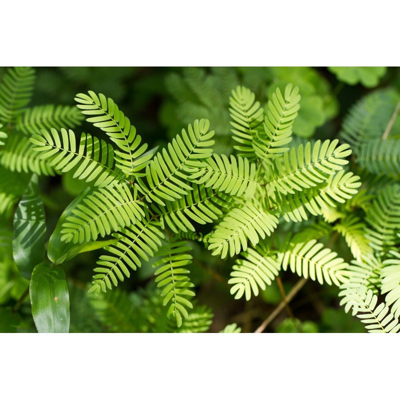 \" Mimosa Pudica Plant \" by Prettyzhizhi 18 x 12