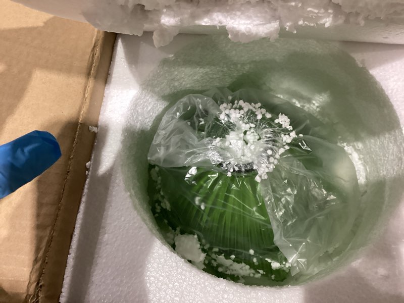 Condition photo showing New/Like New for Uonlytech Replacement for Vintage Bedroom Table Fixture Floor Light Shaped Room Transparent Decoration Home Chandelier Bell Glass Cover Shade Green Sconce Lampshade Pendant Living Lamp Wall