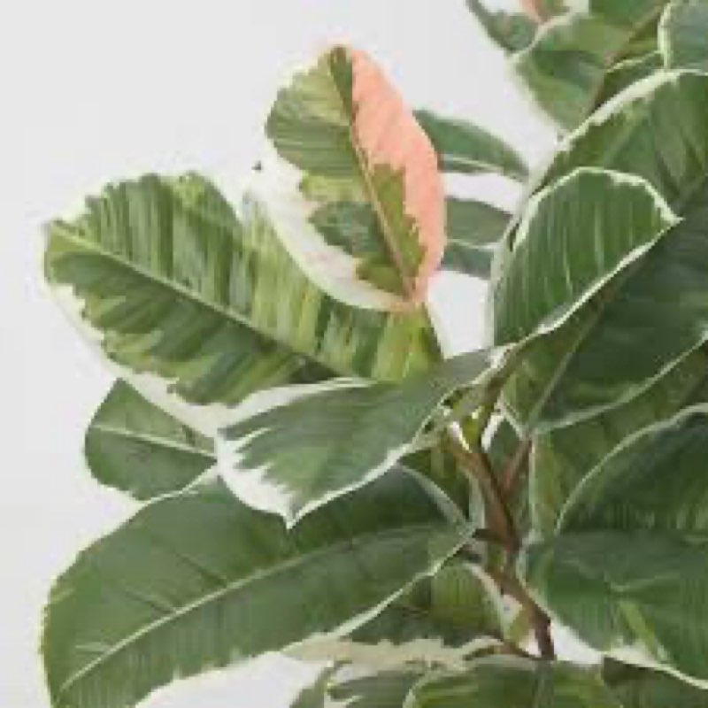 Aphagguy Fake Plant Rubber Tr. Pink Enkiarthus, 4. 6FT-1Packj ??