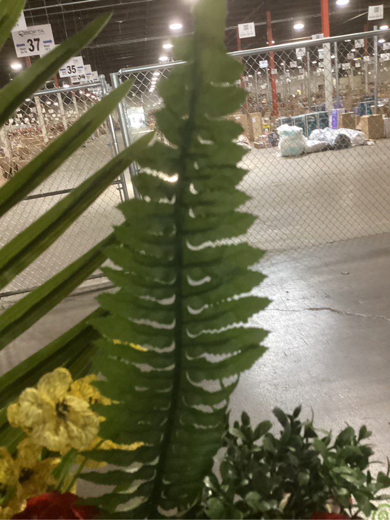 Condition photo showing Good Condition for cqure 48" large fake fern artificial ferns for outdoors,88 fronds realistic artificial boston ferns leaves bush plant for indoor outdoor garden porch decor(lifelike,uv resistant,no maintenance) 48" 88 leaves-1pc