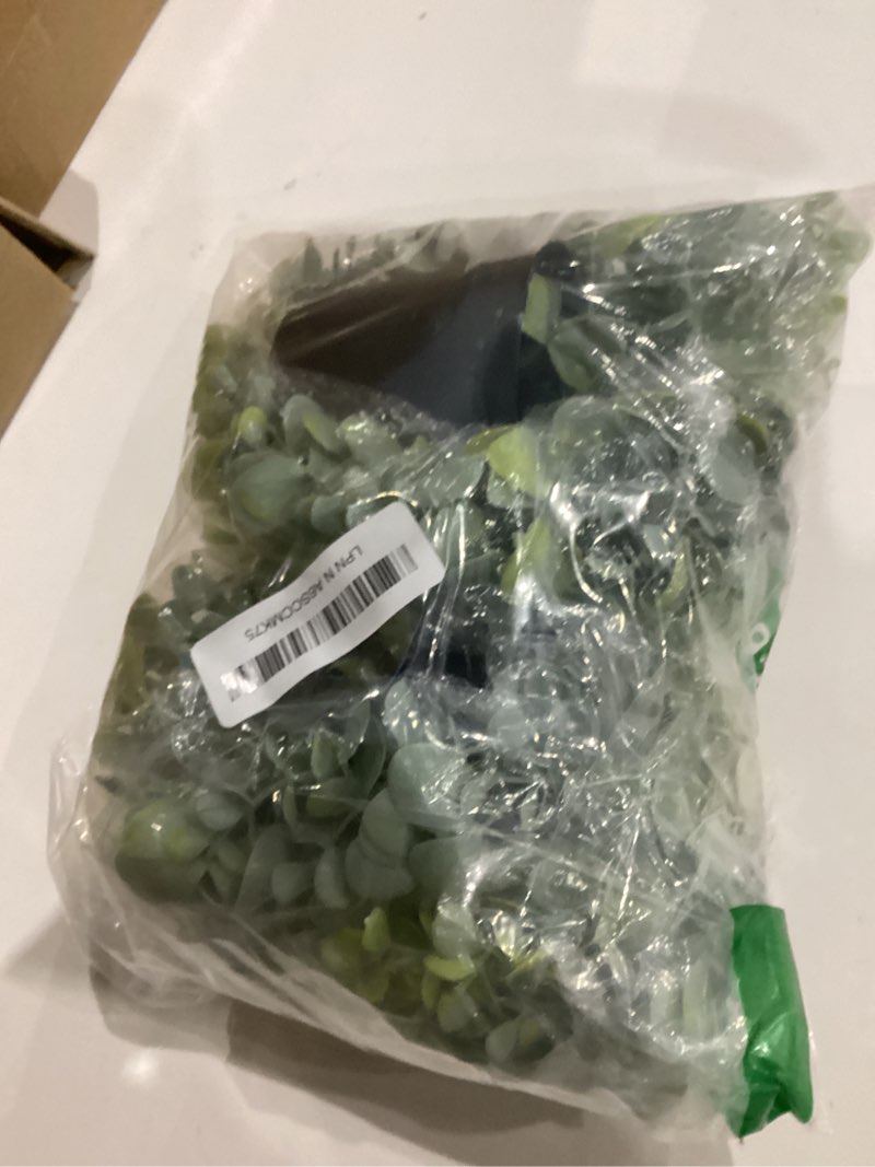 Condition photo showing As Is for Fake Hanging Plants - 2 Pack Artificial Plants Indoor, Fake Ivy Vine & Pearl String, for Office Living Room Bedroom Boho Wall Shelf Indoor Outdoor Decor (Style B)