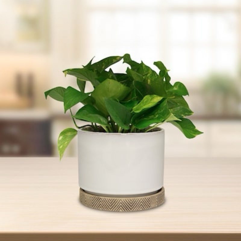 origin 21 round 11.2-in w x 11.2-in l x 11.2-in h matte white glazed ceramic indoor/outdoor planter((((2pcs))))