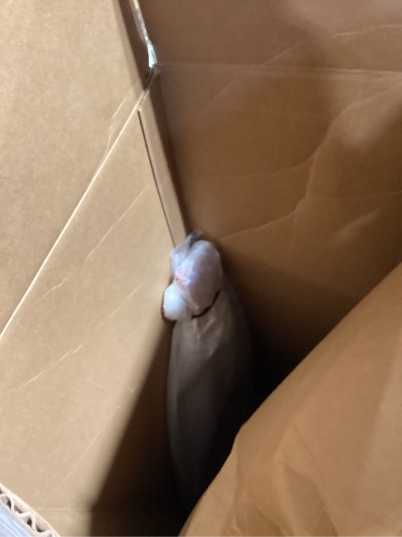 Condition photo showing Good Condition for IYV-IRK-300 Semi Hollow Electric Guitar 3T Sunburst (IYV)