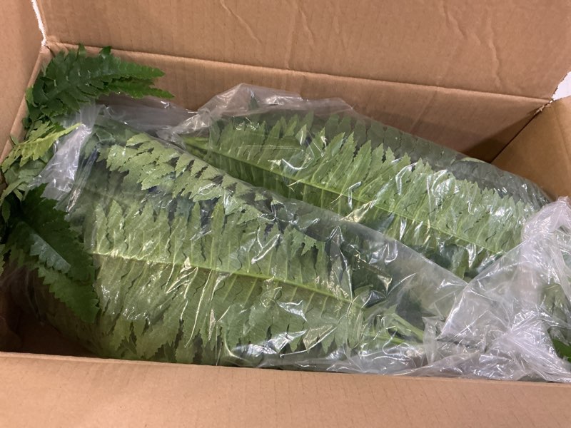 Condition photo showing Good Condition for senjie artificial boston fern 2 set 48inch large fake ferns for outdoors faux plant with 55 fronds for home living room office decor 48" 2pcs- 55fronds