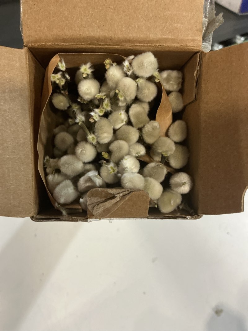 Condition photo showing New/Like New for 30PCS PussyWillow Branches Decorative Real Dried Plant 23 Inches Birch Long Stems for Vase Home Spri