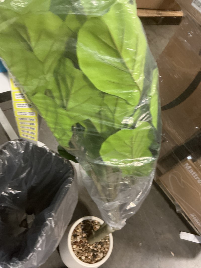 Condition photo showing As Is for FIDDLE LEAF FIG TREE