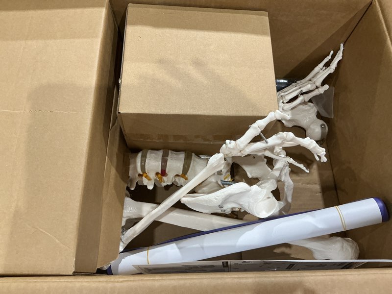 Condition photo showing Good Condition for axis scientific life-size human skeleton model, 5'6" (167 cm), 206 articulated bones with numbered landmarks, rolling stand, study guide included