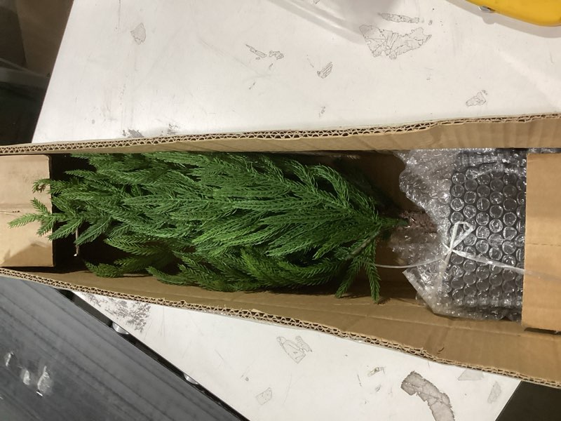 Condition photo showing Good Condition for Nearly Natural 2ft. Norfolk Island Pine Natural Look Artificial Tree in Decorative Planter