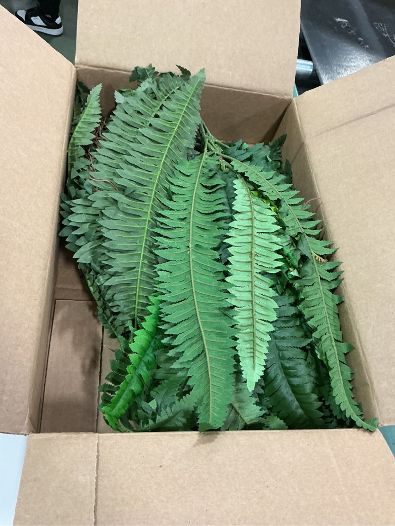 Condition photo showing Good Condition for Nearly Natural 40IN Artificial Boston Fern Large Hanging Plant, Set of 2 Artificial Ferns that Look Real for Home Décor