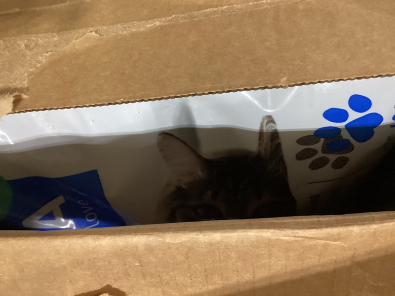 Condition photo showing As Is for dr. elsey's ultra unscented clumping clay cat litter 40 lb. bag