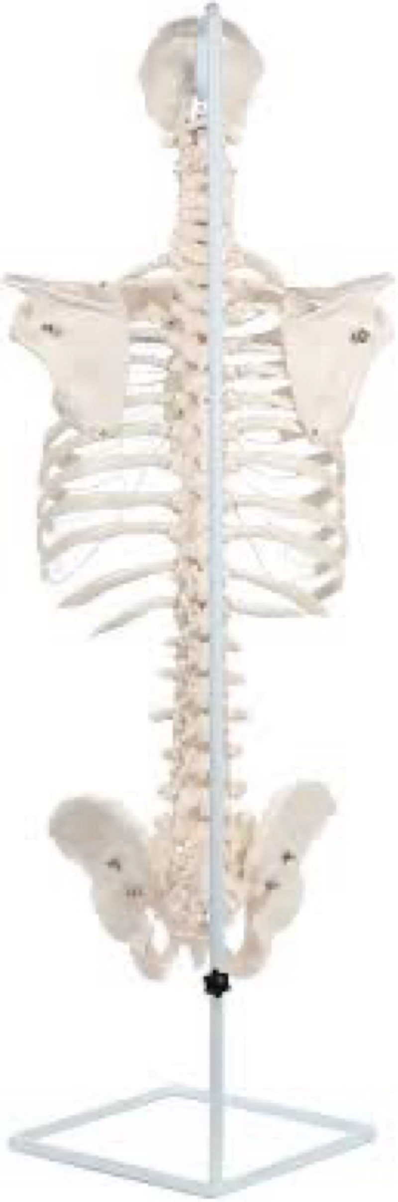 qzzXoq Rib Cage Anatomy Model, Life Size Movable Flexible Human Spine Model with Pelvis and Sternum 