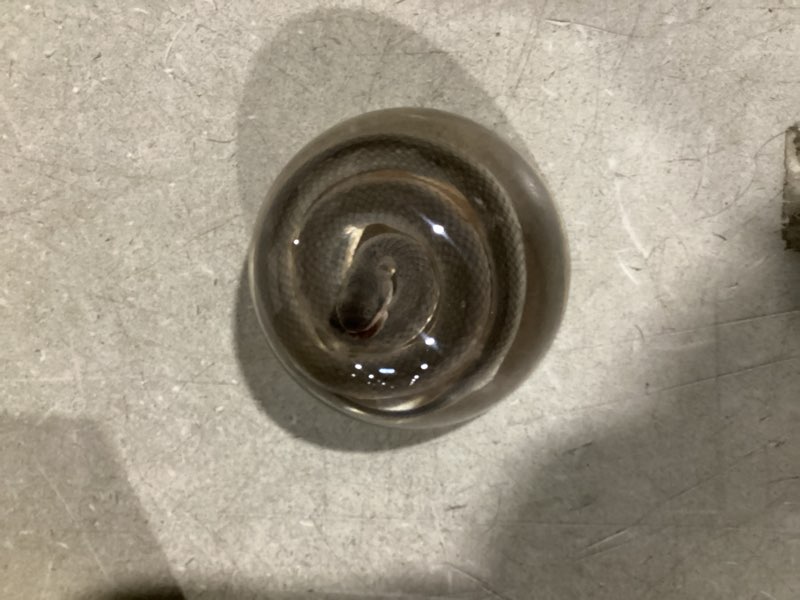 Condition photo showing Good Condition for Taxidermy Snake, Real Snakes Specimens Animal Specimen in Resin for Science Classroom Science Education, Great Gift for Fans of Taxidermy, Animal Skull, Oddities, Biology (Round 3.5 inch)