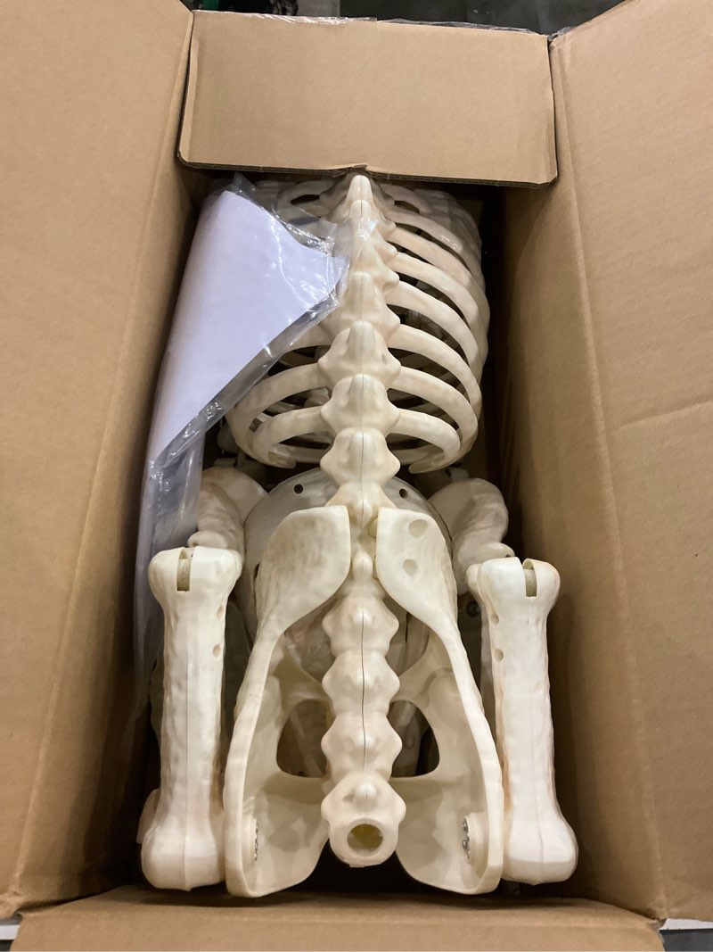 Condition photo showing Good Condition for JOYIN Halloween Golden Retriever Skeleton 34” Animal Dog Plastic Skeleton with Movable Posable Joints for Haunted Houses Halloween Decorations, Graveyard Scenes, Outdoor Indoor Garden Party Decor
