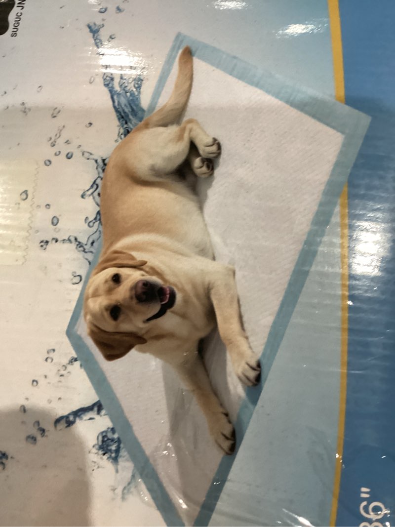 Condition photo showing Good Condition for Puppy Pee Pads for Dogs - 32"x36" Extra Large, 60 Count, Leak-Proof & Super Absorbent, Thicken Dispo