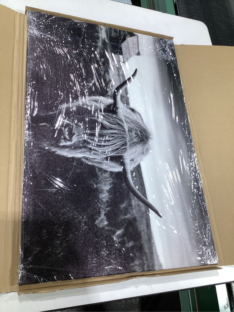 Condition photo showing Good Condition for Framed Highland Cow Canvas Wall Art, Black and White Animal Landscape Pasture Farmhouse Prints Photo Contemporary Decor Paintings for Living Room Bathroom Ready To Hang (16 x 24) 