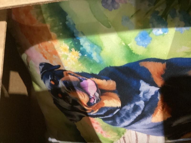 Condition photo showing As Is for Caroline's Treasures Spring Path Throw Pillow, 18Hx18W, Rottweiler 6705