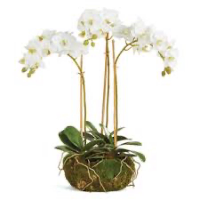 k129w description: phalaenopsis 16" mini garden dropin