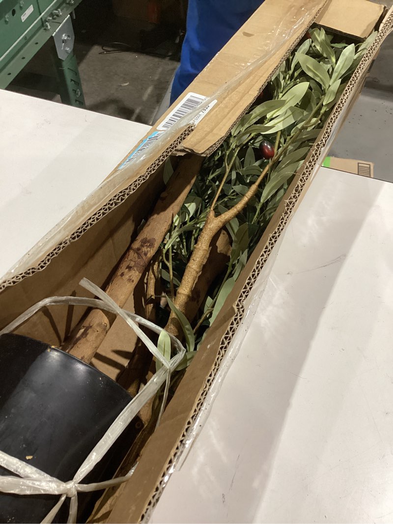 Condition photo showing Good Condition for Bellacat Faux Olive Tree 5ft?Olive Trees Artificial Indoor with Natural Wood Trunk and Realistic Leaves and Fruits. 5 Feet(60in) Fake Olive Tree for Home House Office Décor. 1 5ft