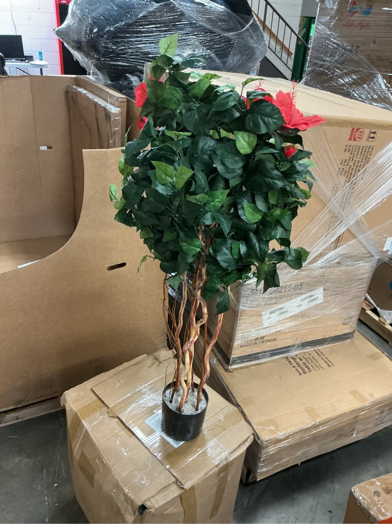 Condition photo showing As Is for nearly natural 4-ft hibiscus tree