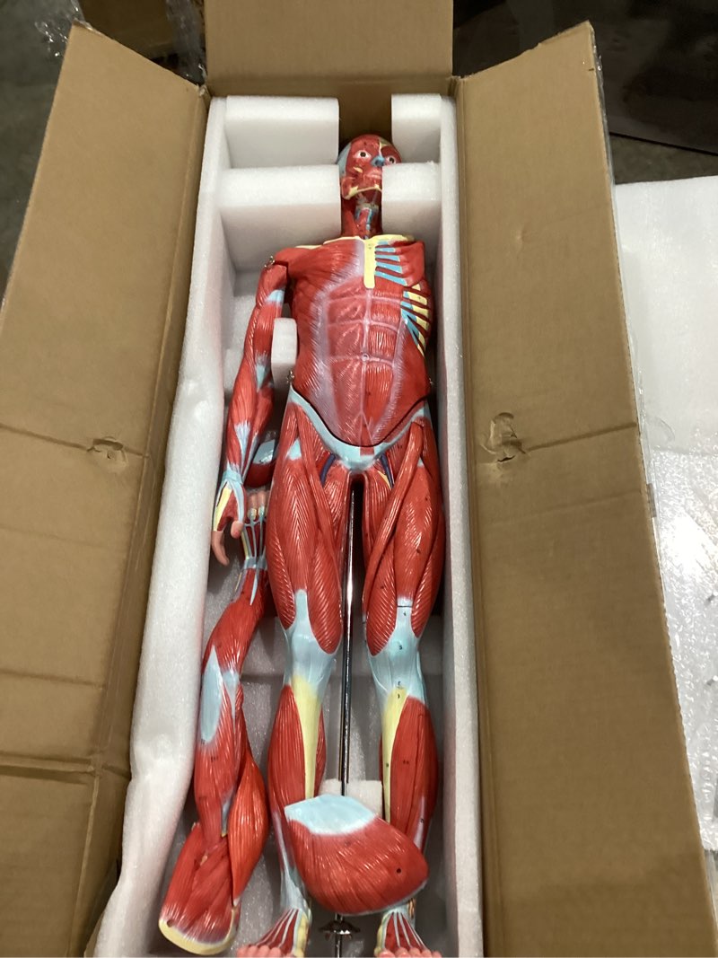 Condition photo showing Good Condition for evotech human muscle and organ model, 27-part 1/2 life size muscular system model with removable organ, human muscular figure body anatomy model for medical physiology study teaching includes poster human muscle and organ model-1/2 lifesize