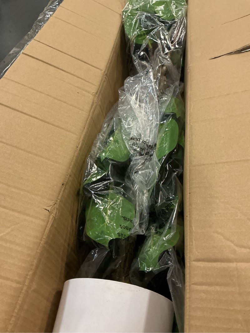 Condition photo showing Good Condition for Set of 2 Artificial Rubber Tree 4ft Indoor with Lifelike Leaves and Trunks, Artificial Plants in Pot Ideal for Home Office Decor, Living Room Bedroom Bathroom Corner