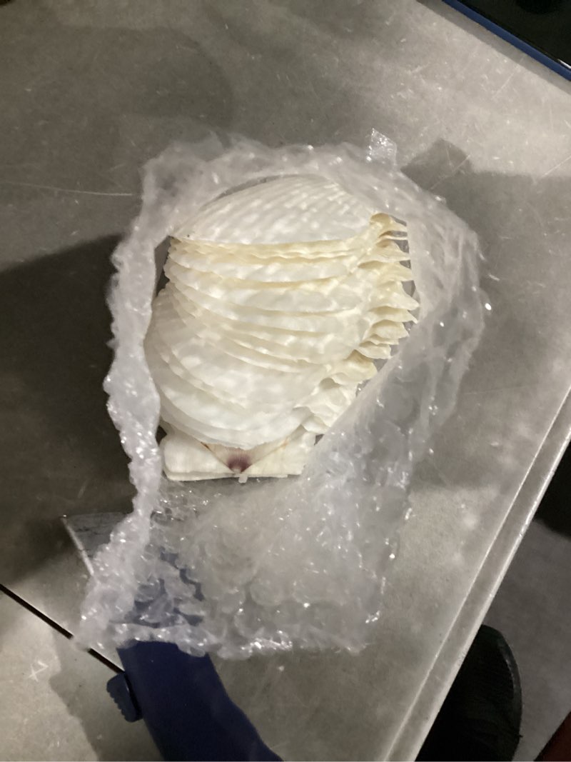 Condition photo showing New/Like New for 20PCS Large Scallop Shells for Crafts, 4-5 Inch Natural Sea Shells for Decorating, White Seashells Bulk for DIY Crafting, Painting, Baking, Ocean Themed Party Supplies & Decorations 20PCS (4-5in)