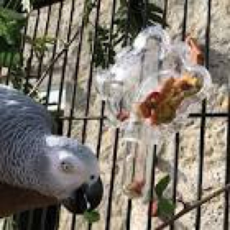 Food Tumbler Foraging Parrot African Grey Amazon Cockatoo Eclectus Bird Toy
