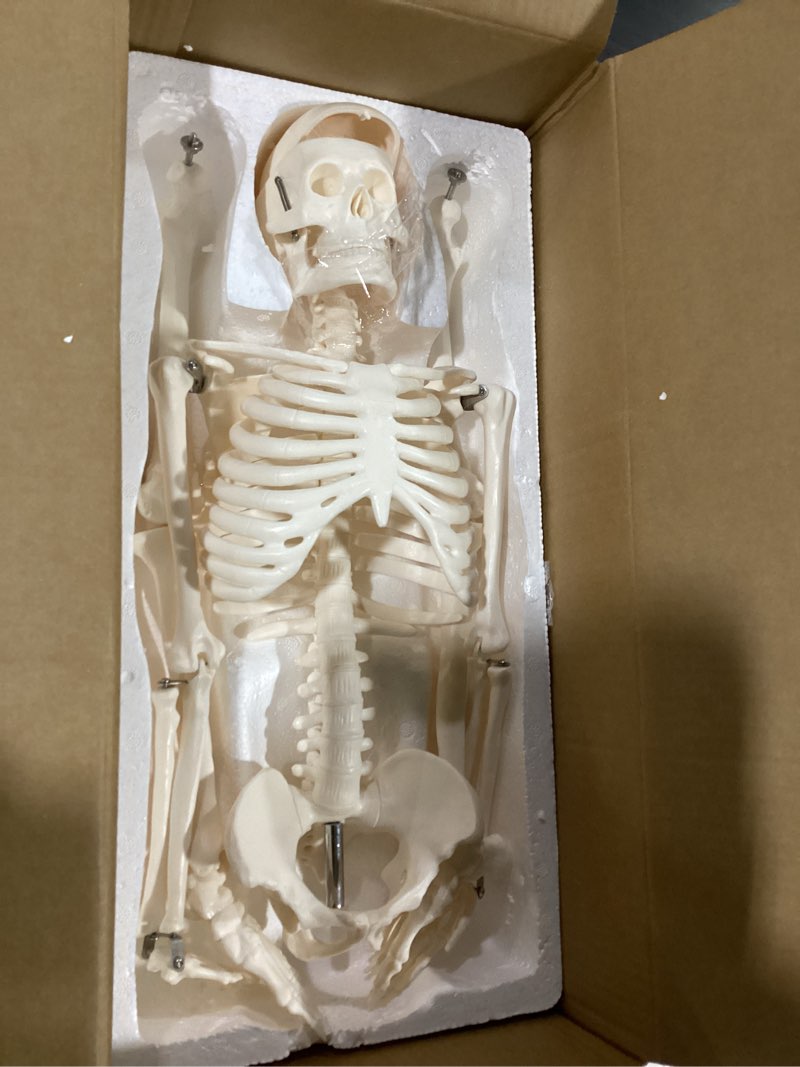 Condition photo showing New/Like New for breesky scientifc human skeleton model for anatomy, 33.4’’ skeleton model with metal stand, removable arms&legs for student to study human skeleton anatomy system, halloween decor, manual included