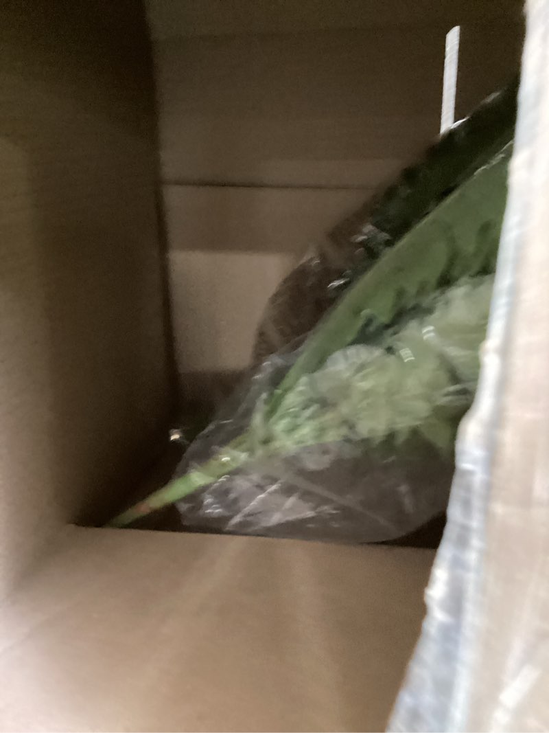 Condition photo showing Good Condition for fake ferns - set of 2 faux boston ferns large artificial plants, 40 leaves per bouquet, 35 inches large artificial ferns for outdoors/indoor home, office, garden decoration
