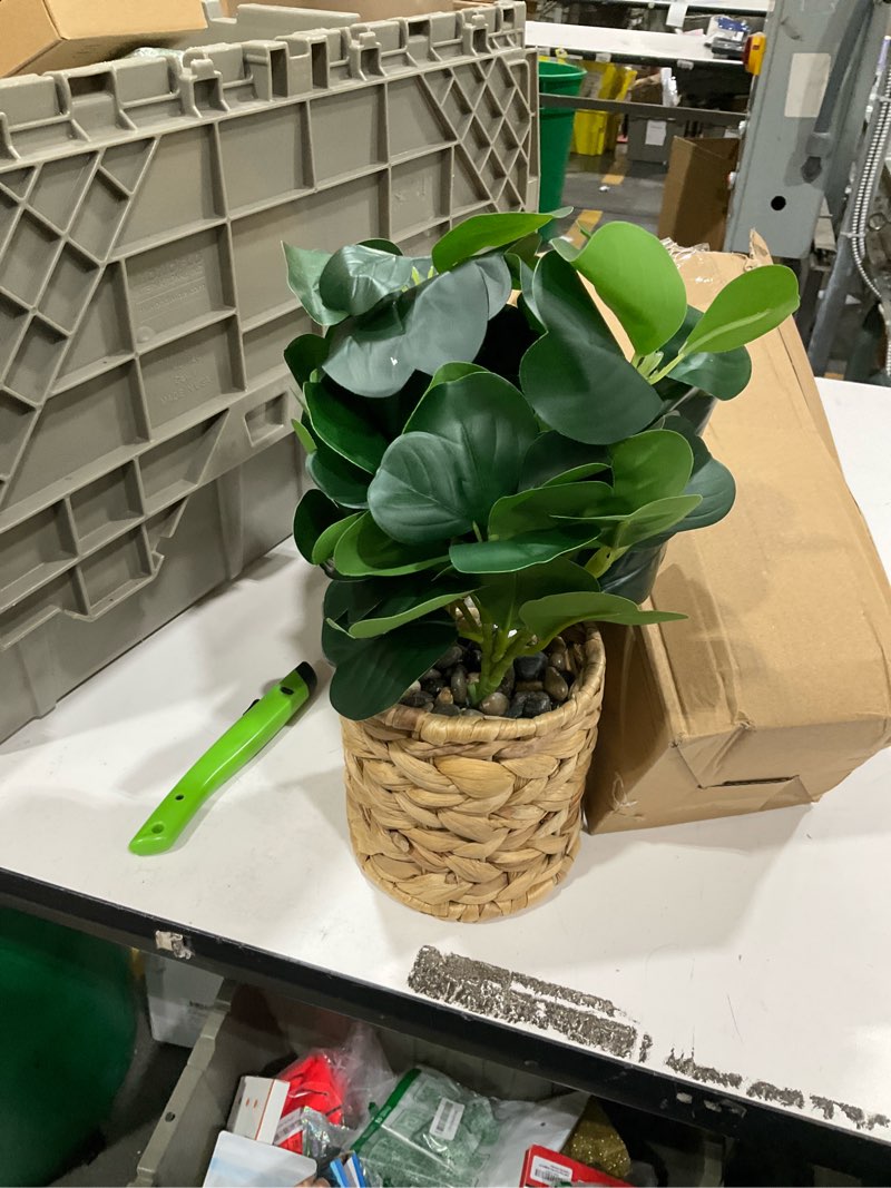 Condition photo showing As Is for LUWENER Artificial Plants Decor Greenery Indoor Fake Ficus Tree Small Fake Plants Braided Potted Fak