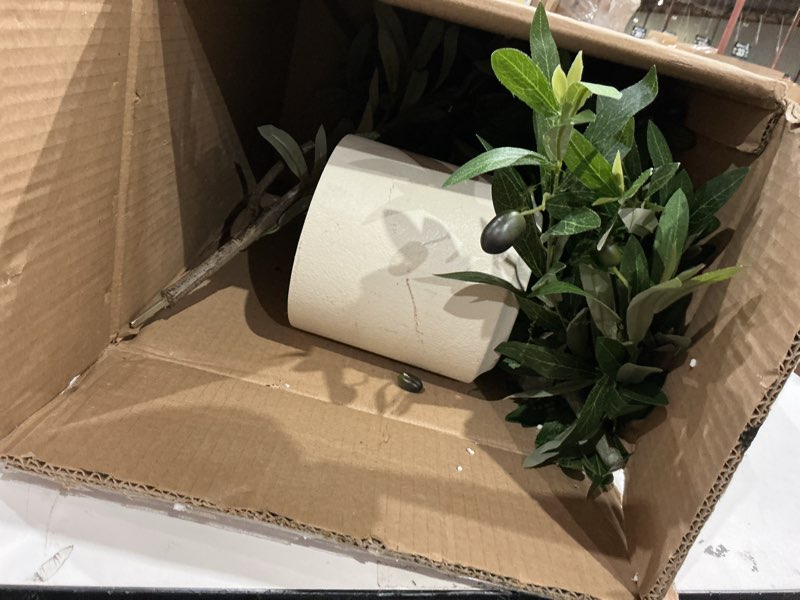 Condition photo showing Good Condition for alupssuc 5ft olive trees artificial indoor & outdoor, faux olive tree with lively artificial trunk and lifelike fruits, fake potted tree for modern home office living room decor