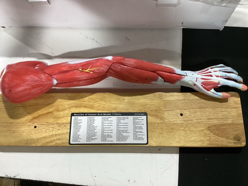 Condition photo showing As Is for evotech scientific human anatomical muscular arm model, 7 part 2/3 life size numbered muscular upper limb shoulder hand model with removable muscles for medical study teaching includes stand poster