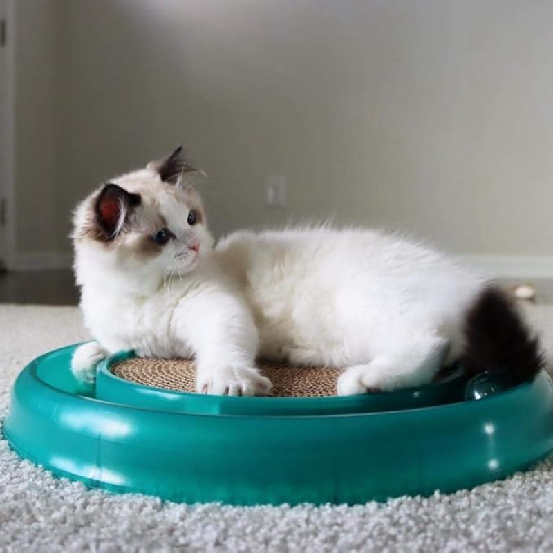 Cat Turbo Scratcher, Scratching... hing Pad, Cat Bed for Indoor Cats
