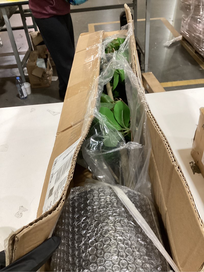 Condition photo showing Good Condition for Bellacat Faux Black Olive Tree 7ft, Tall Faux Trees Indoor with Natural Trunk and Realistic Leaves. 7 Feet(84in) Artificial Tree for Home Office Décor. 7ft Black Olive Tree