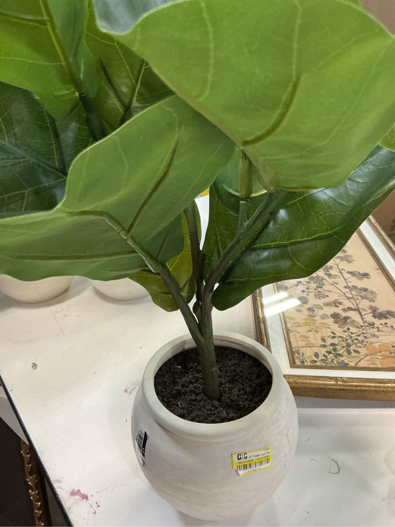 Condition photo showing As Is for 26" fiddle leaf plant - threshold
