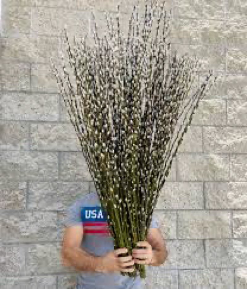 20PCS Real Dried PussyWillow Branches Tall 27 Inches Natural Decorative Branches with White Buds Lon