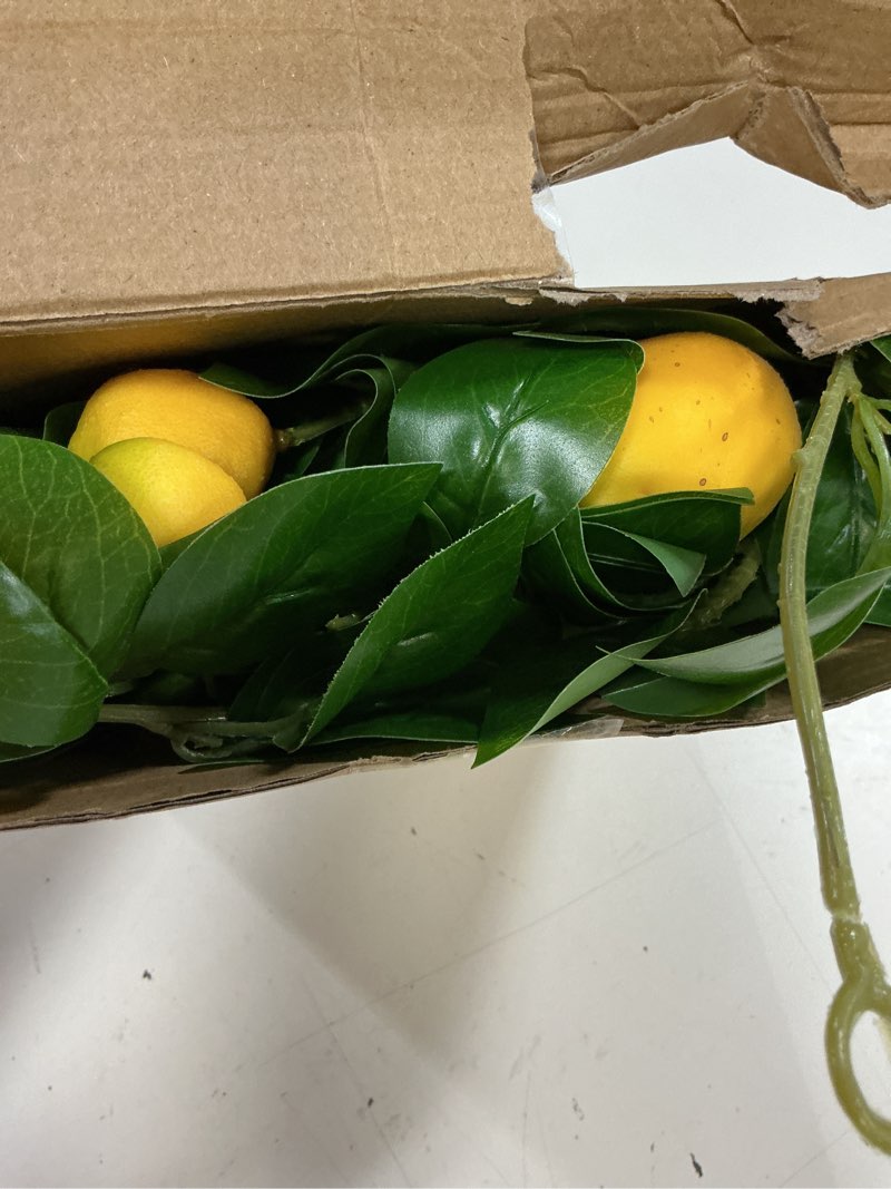 Condition photo showing Good Condition for dallisten 3 strands lemon artificial vines, 71" lemon silk vine garland with green leaves, fake hanging plants greenery decor for home, bedroom, wall, party, wedding decoration lemon vine