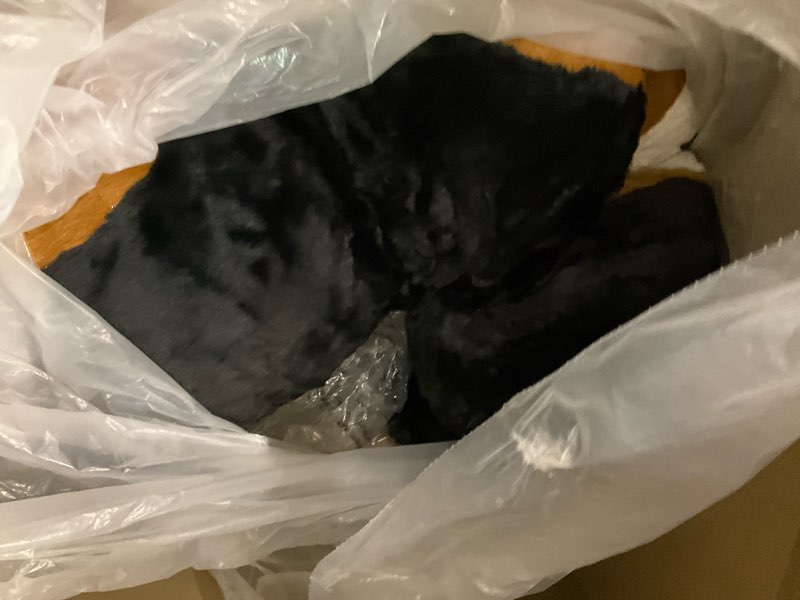 Condition photo showing As Is for Dog stuff animal