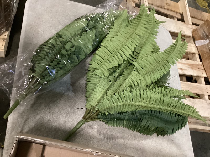 Condition photo showing Good Condition for boston fern bush fern collection by ashland®