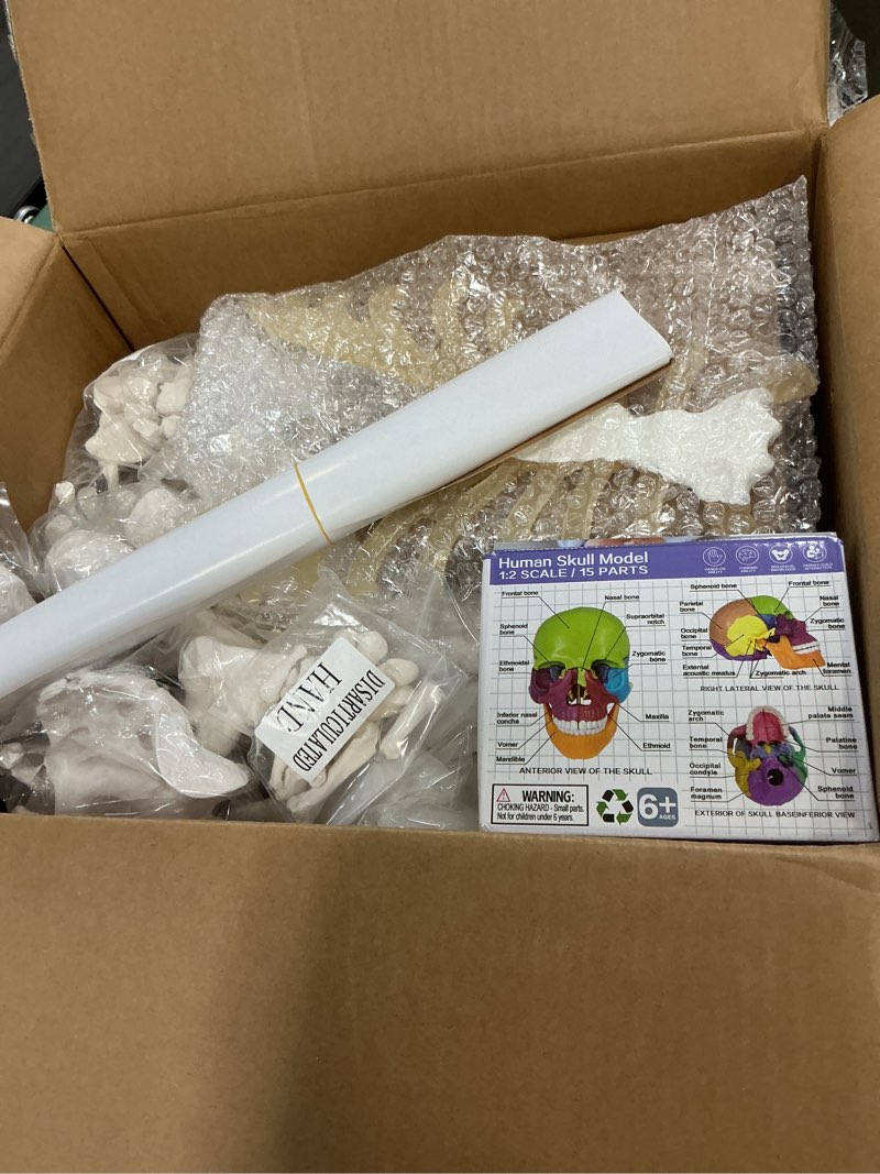 Condition photo showing Good Condition for evotech disarticulated human skeleton model for anatomy 67'' full size skeleton model w/half size15pcs exploded skull, skull, spine, bones, articulated hand foot, for anatomy medical learning