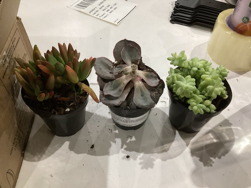 Condition photo showing Good Condition for altman plants pet friendly plant pack (3pk) real succulents, pet safe plants & succulent plants, live succulents, pet friendly plants, live plants & house plants in 3.5" pots with succulent soil mix pet safe succulents 3-pack