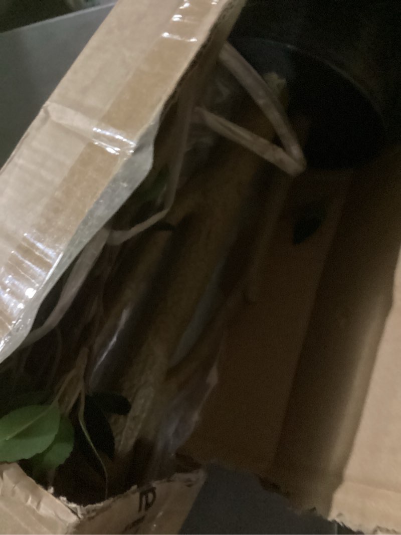 Condition photo showing As Is for Bellacat 7ft Artificial Citrus Tree with Lifelike Leaves, 84in Faux Citrus Tree with Realistic Trunks, Fake Citrus Tree for Home Office Living Room Bedroom Porch Decor. Basic Pot 7ft