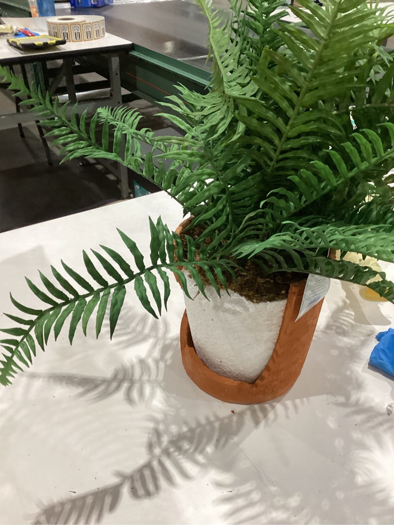 Condition photo showing As Is for allen + roth 20-in green indoor desktop fern artificial plant