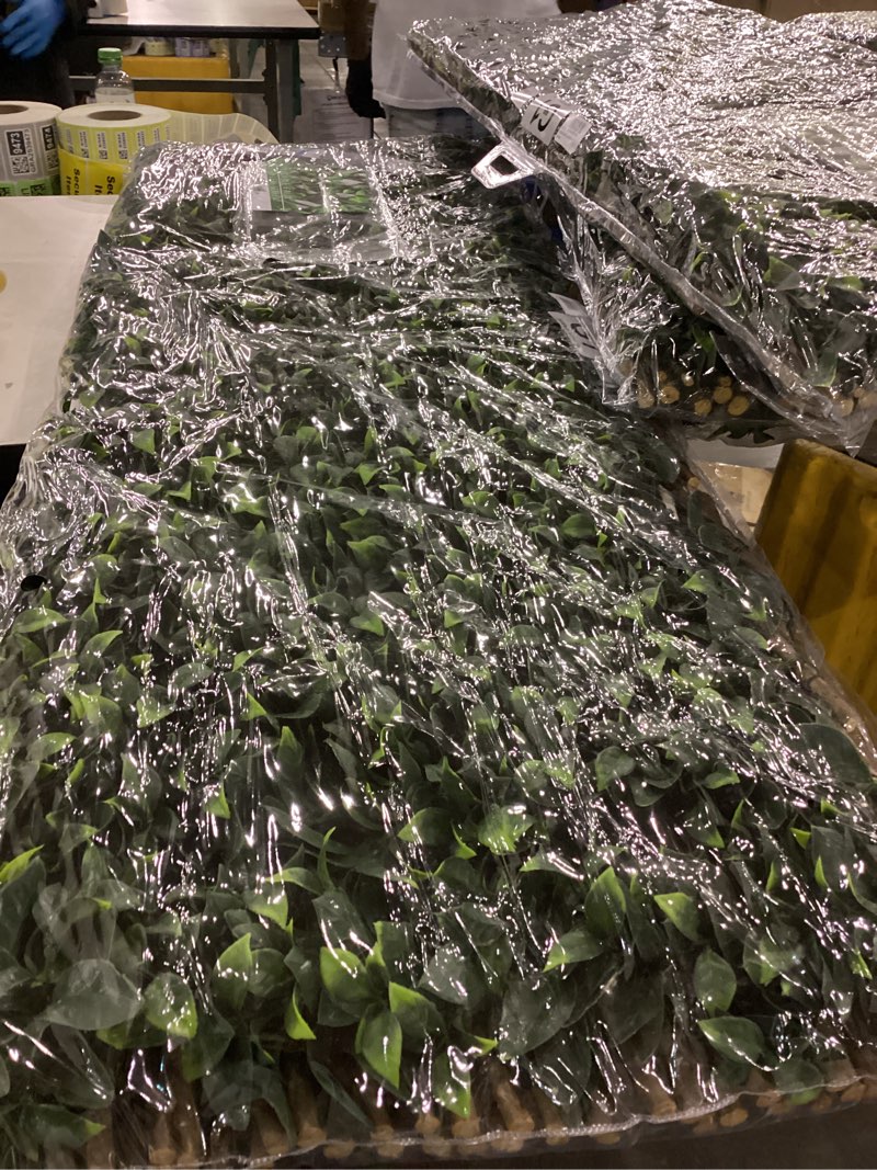 Expandable Gardenia 1 Piece